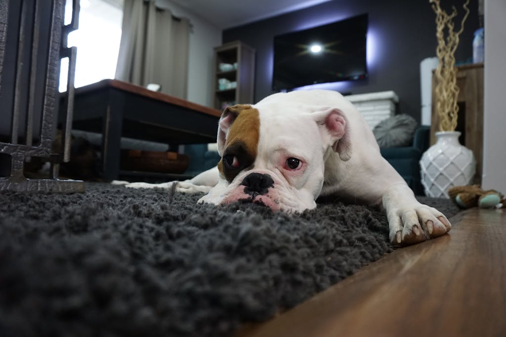 Mau Memilih Karpet? Ini 5 Hal Ini Wajib Kamu Tahu Agar Tidak Menyesal 4 Charming bulldog resting on a cozy rug in a stylish living room setting.