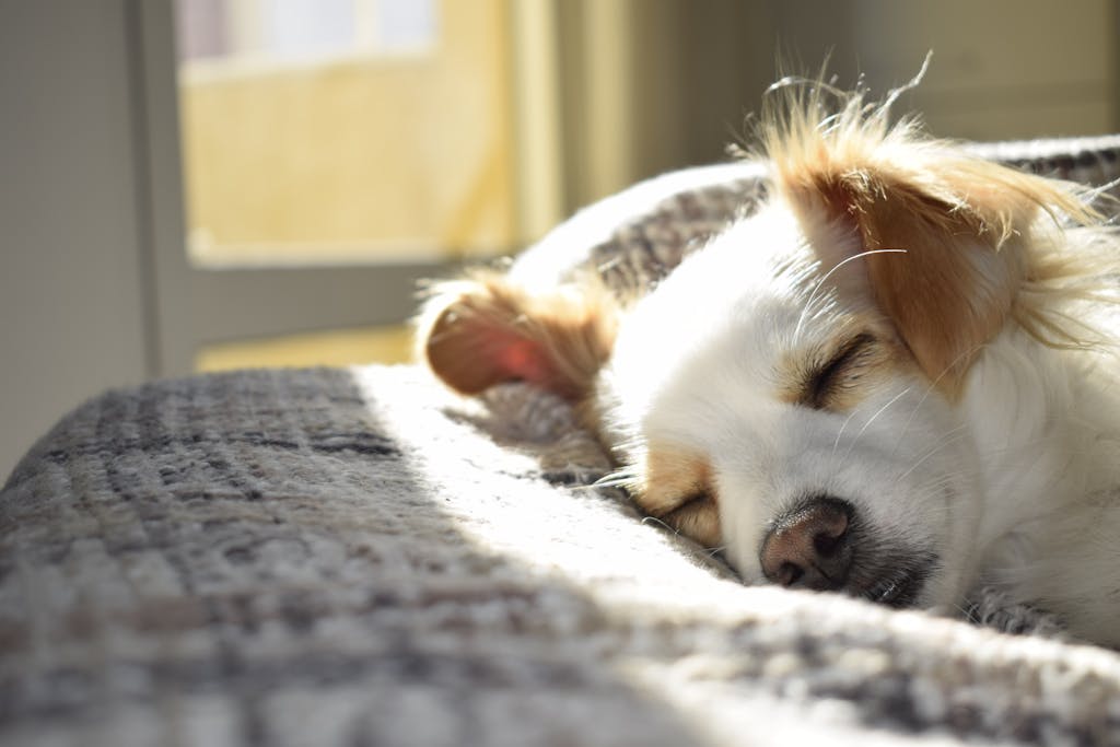 Rumah Pet Friendly yang Tetap Mewah, Desain Elegan Tanpa Kompromi 2 rumah pet friendly