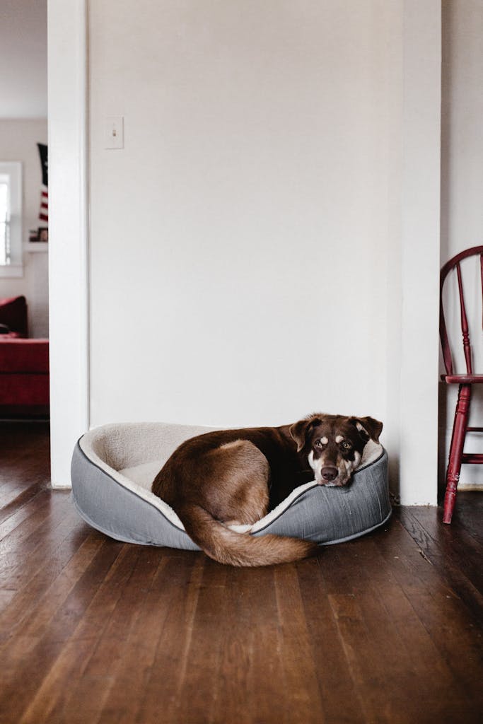Rumah Pet Friendly yang Tetap Mewah, Desain Elegan Tanpa Kompromi 5 Adorable brown dog resting in a cozy bed on a hardwood floor indoors.
