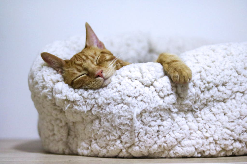 Rumah Pet Friendly yang Tetap Mewah, Desain Elegan Tanpa Kompromi 3 Adorable ginger cat peacefully sleeps in a soft, fluffy basket indoors.