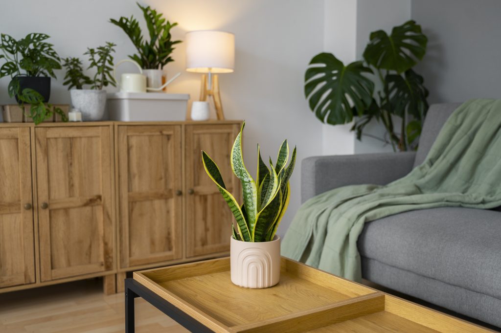 indoor plants studio